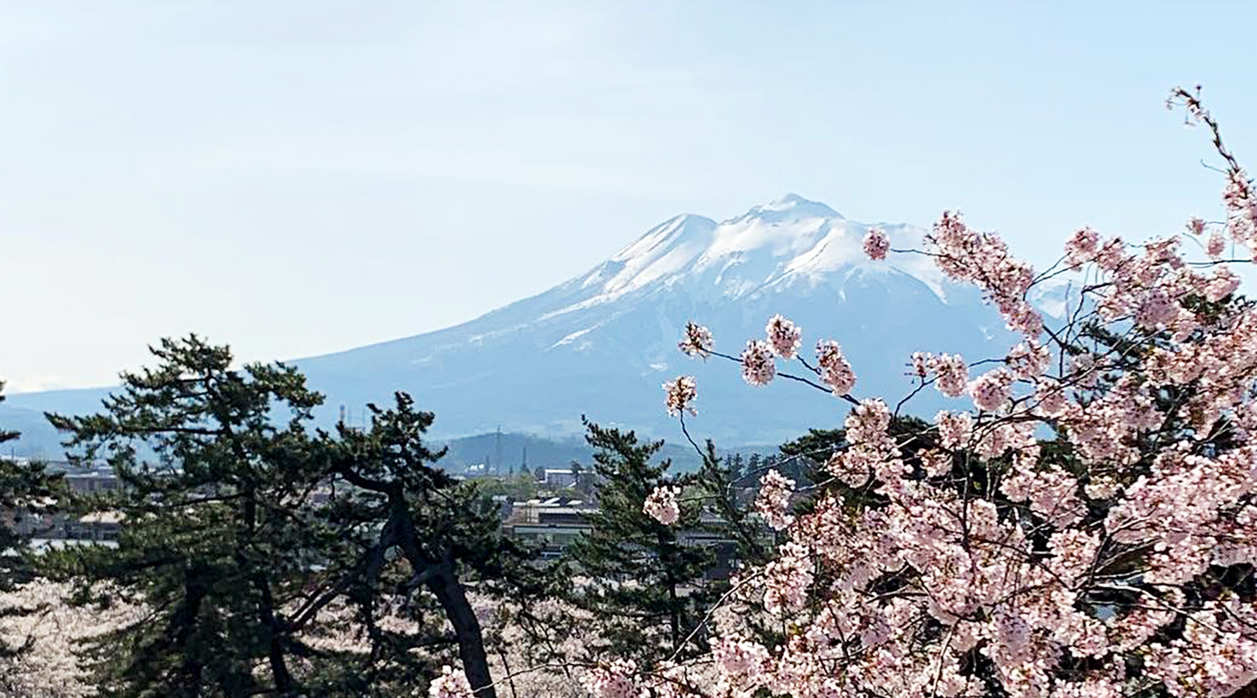 Cherry blossoms in full bloom at Hirosaki Park with Mount Iwaki in the background on a clear spring day.
