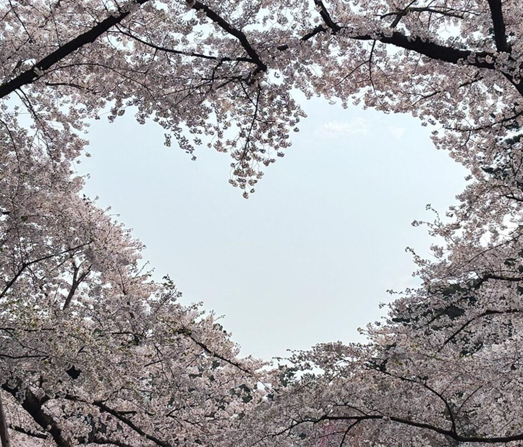 Heart-shaped opening formed by cherry blossom branches at Hirosaki Park in Aomori, Japan.
