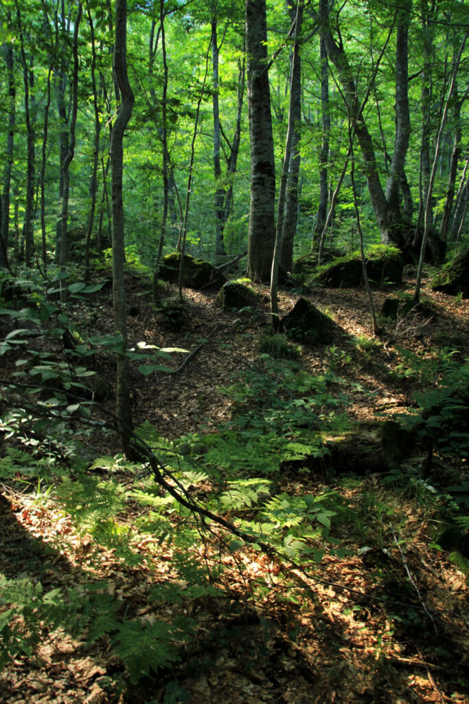 Forest of Shirakami Mountains