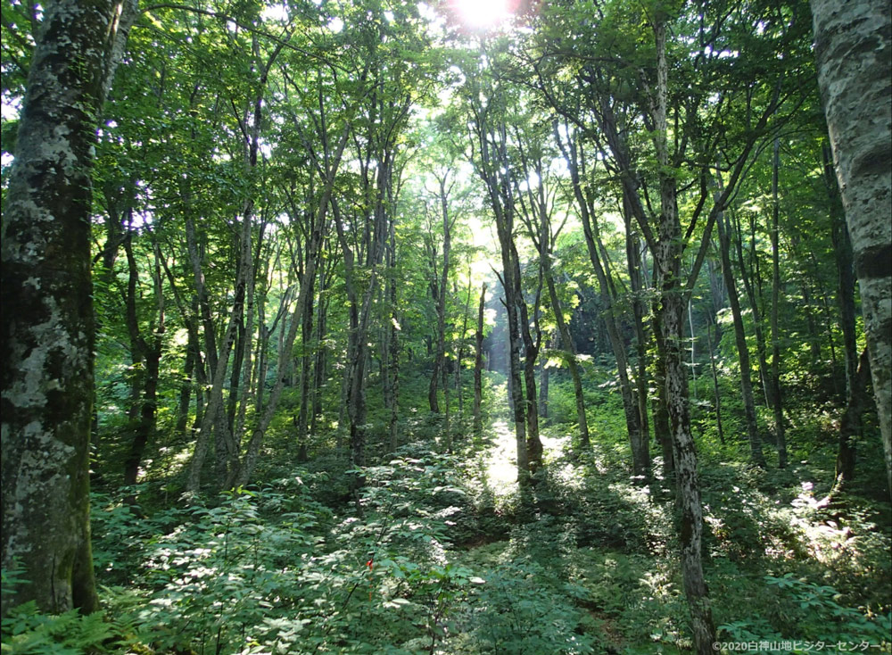 Forest of Shirakami Mountains